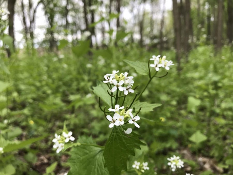 Up close photo of Garlic Mustard showing structure of flower, stem, and leaf. 